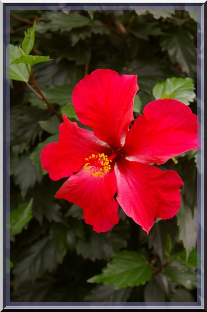 Des fleurs rien que des fleurs Sg1l2914