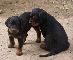 Bounty et saly Chiot10