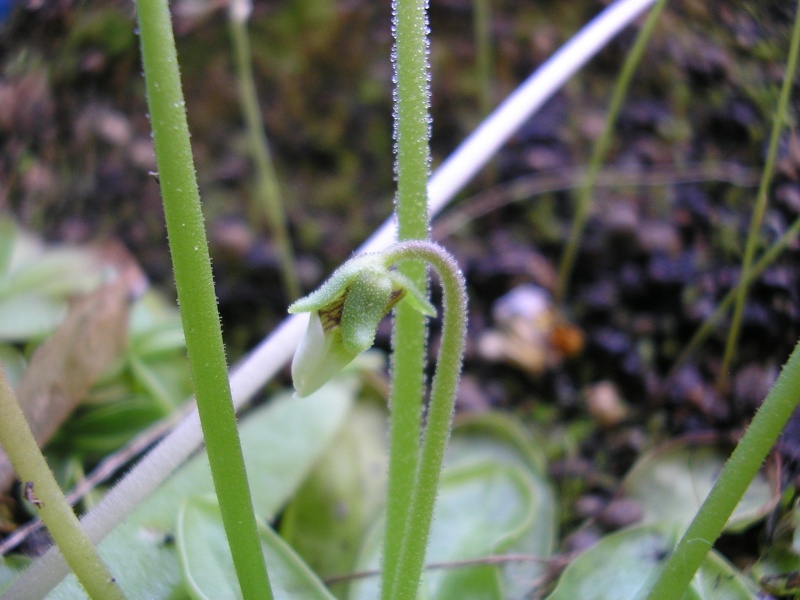 Pinguicula primuliflora Fomati10