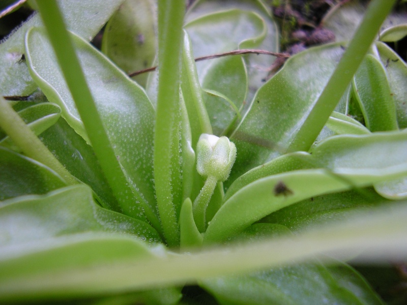 Pinguicula primuliflora Format10