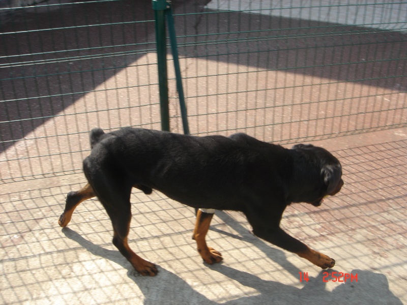 GARET Rottweiler - SPA DE GENNEVILLIERS Dsc02228
