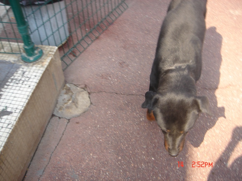 GARET Rottweiler - SPA DE GENNEVILLIERS Dsc02229