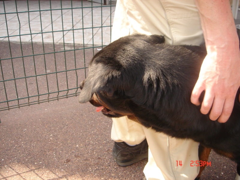 GARET Rottweiler - SPA DE GENNEVILLIERS Dsc02231