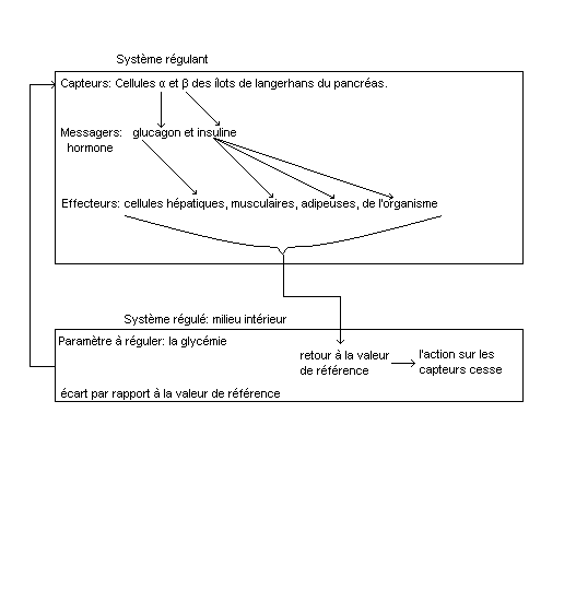 La régulation de la glycémie et les phénotypes diabétiques Cm10