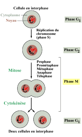Division cellulaire, Réplication Cycle_10