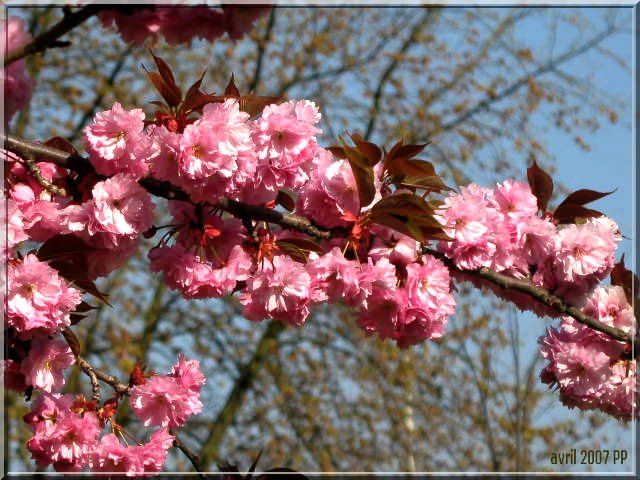 Les cerisiers du Japon Img_0216