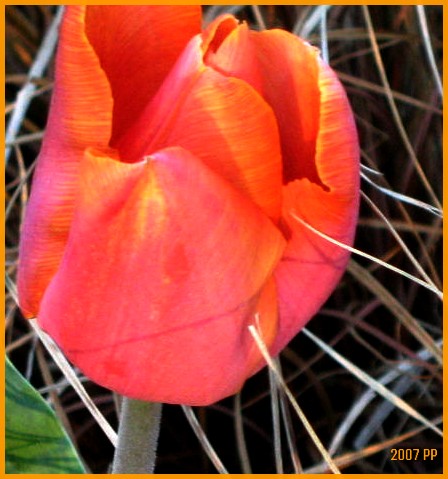 La tulipe Img_0220