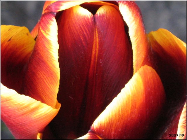 La tulipe Img_0222