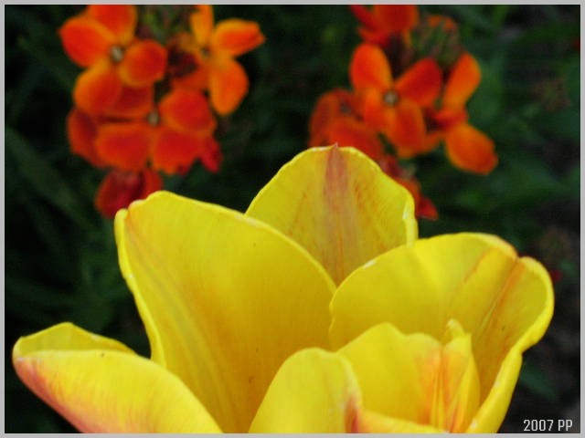 La tulipe Img_0225