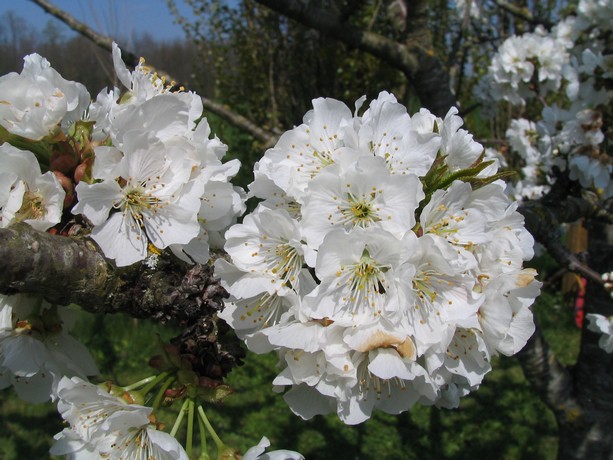 cerisier en fleurs Cerisi21