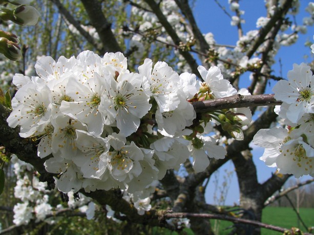 cerisier en fleurs Cerisi22