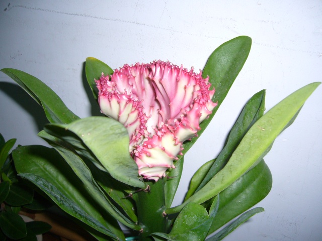 Euphorbia nerifolia Plante11