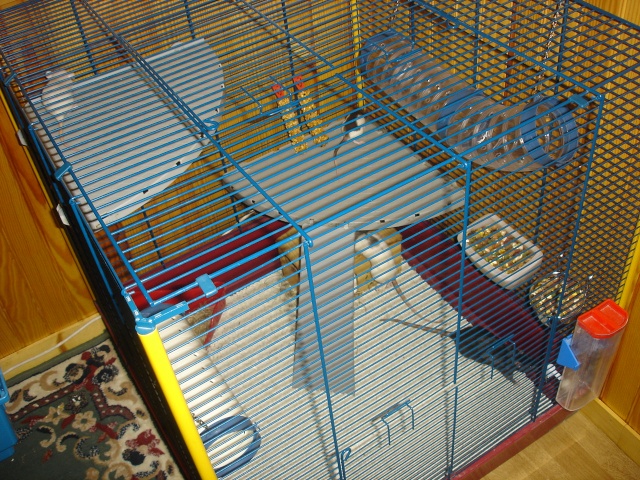 Mes cages !!!! Dsc00713