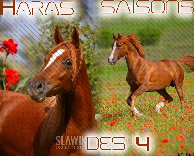 Haras des 4 saisons