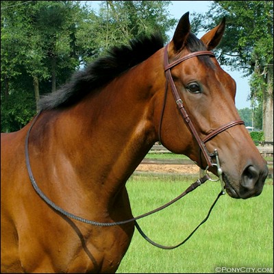 Ozzo / Etalon Gelding Ozzo10