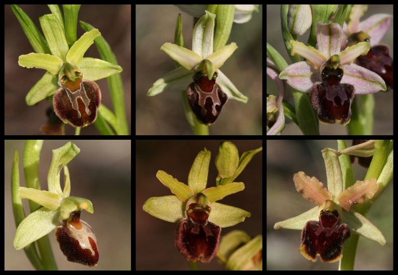 Ophrys aranifera massiliensis ( Ophrys de Marseille ) 2007-017