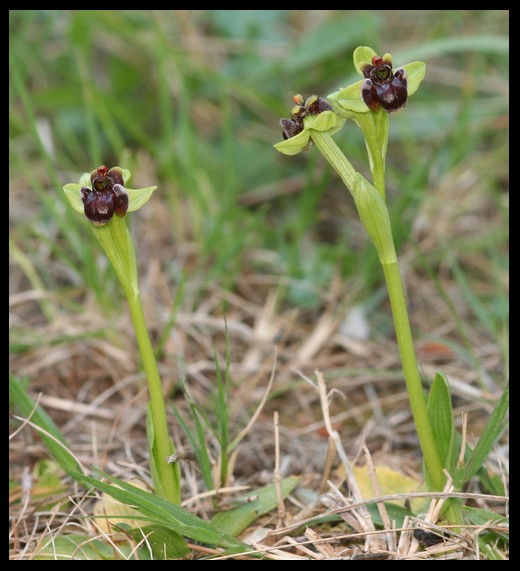 Ophrys bombyliflora ( Ophrys bombyx ) Bomb10