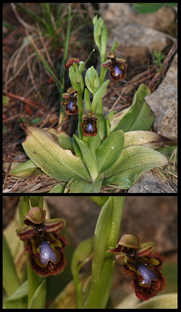 Ophrys speculum( Ophrys miroir ) Cile10