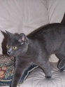 Lucky, femelle type chartreux de 6 mois Lucky410