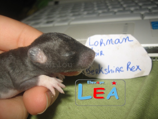 [68/67 Autour + Covoit']1 raton Noir rex berkshire standart Lornan12