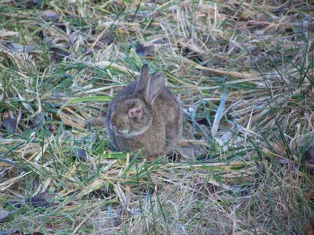 Lapin de garenne. 04_01_12