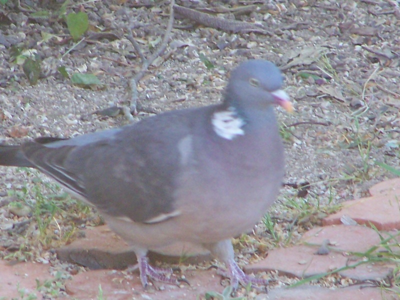 Pigeon ramier 100_0111
