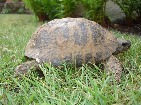identification de ma tortue Male_b10