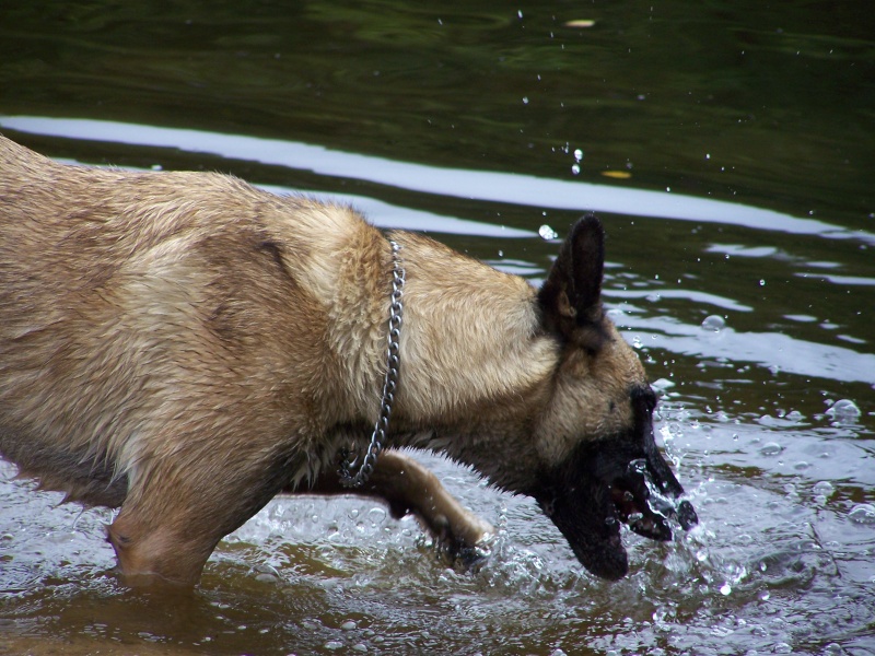 le malinois - Page 3 100_4710