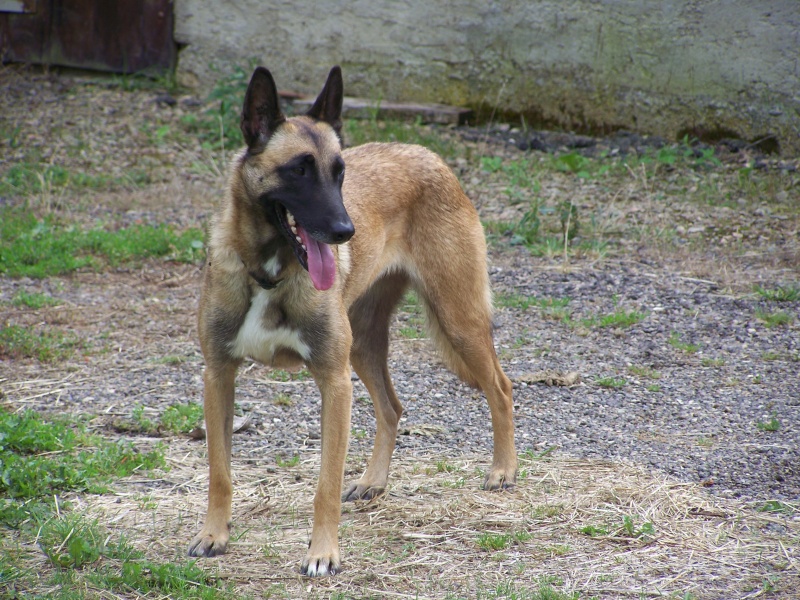 le malinois - Page 3 100_7410