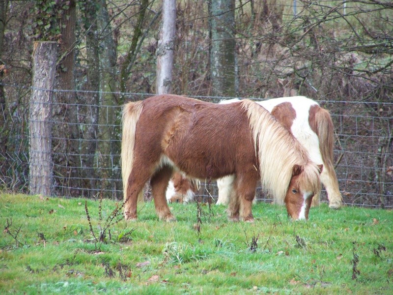 Ferme des Mignotines - shetland et poneys C/D en Bourgogne 100_8615