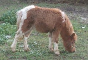 Ferme des Mignotines - shetland et poneys C/D en Bourgogne Dscf2214