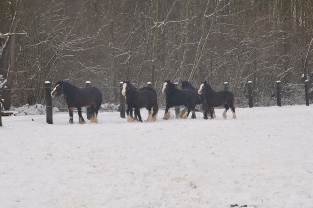 Ecurie de Tine sou la neige   new tof allé voir !!!!p 25 29 30 Chevau22