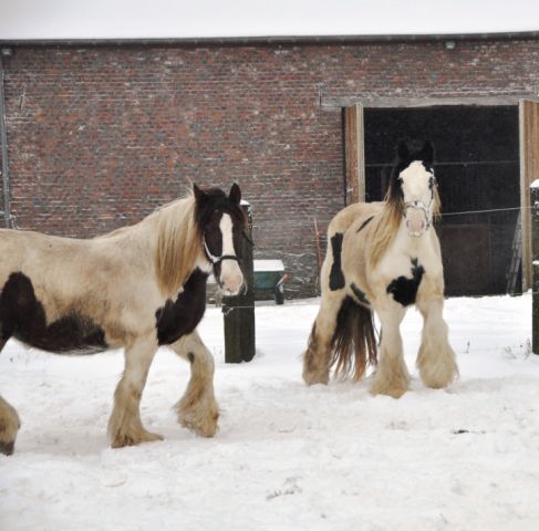 Ecurie de Tine sou la neige   new tof allé voir !!!!p 25 29 30 Chevau37