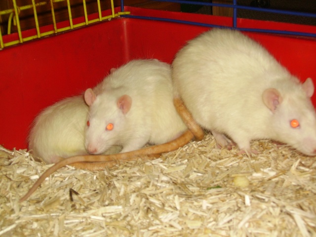 Rats issus du labo de la fac de limoges a adopter Imgp0715