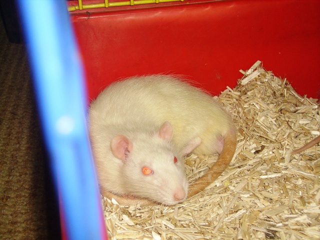 rats albinos Imgp0717