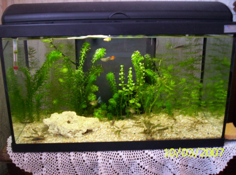 Mes aquariums et poissons (Dogbiger) Nievre11