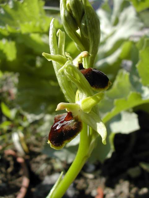 Ophrys araneola Dscn6215