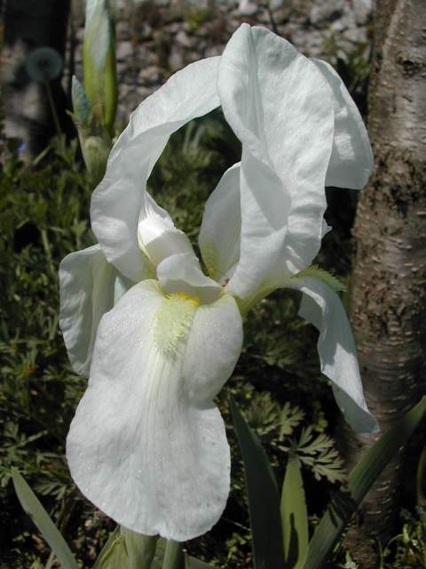 Iris albicans Dscn6223