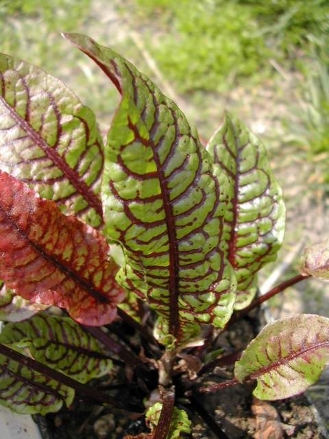 Qui a essayé [i]Rumex sanguineus [/i]? Rumex_10