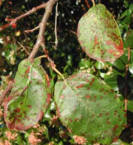 photinia Entomo10