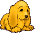 Chiot Chiot
