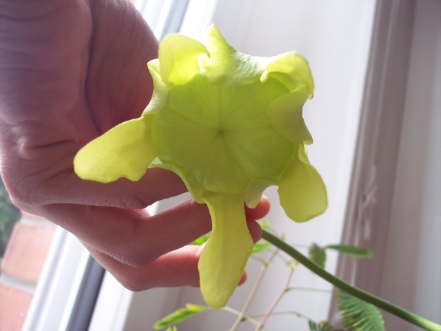 Evolution de ma fleur de sarra rugeli rajout photos 12/03/07 100_2110