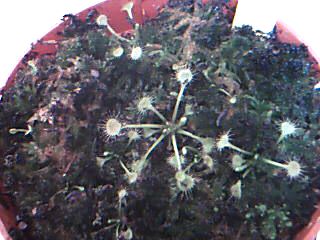 Voici mes Drosera rotundifolia... Droser12