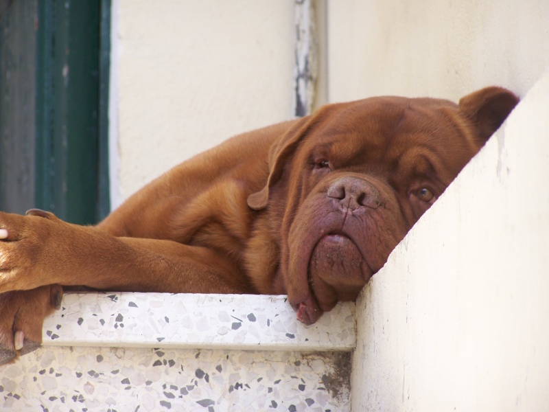 mes dogues de bordeaux 100_0114