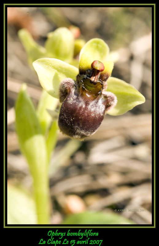 Ophrys  bombyliflora, hybride bombyliflora X lutea 20070417