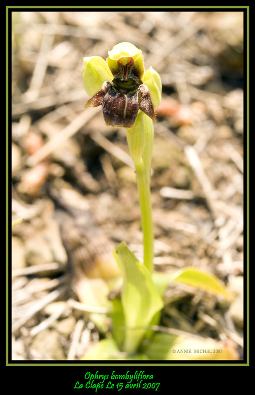 Ophrys  bombyliflora, hybride bombyliflora X lutea 20070418