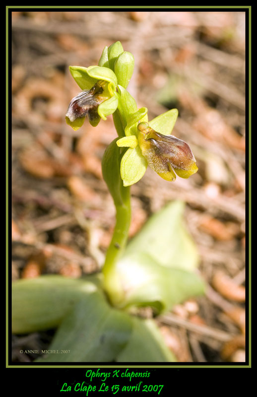 Ophrys  bombyliflora, hybride bombyliflora X lutea 20070422