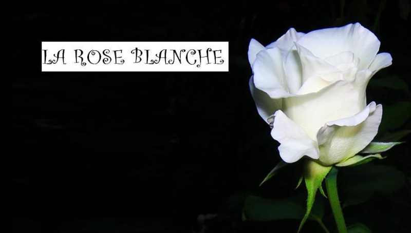 La Rose Blanche