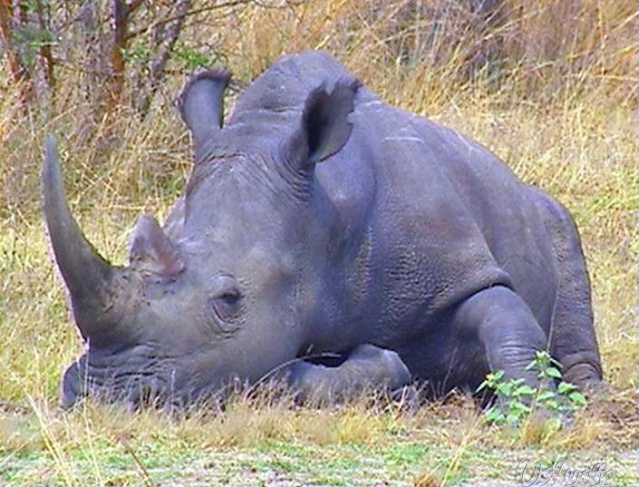 rhinocros et hippopotames Rhino710