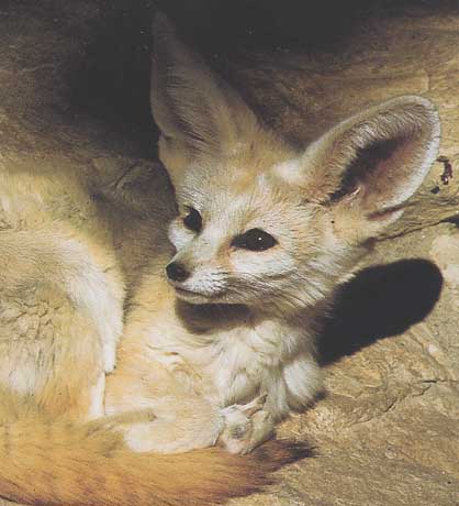 Image crypte Fennec11